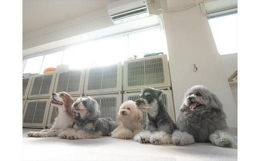 UONLY　ペットサロンチケット　1,000円×5枚【 ペットサロン 利用券 ウォンリー 大阪府 門真市 】 272230_CS002