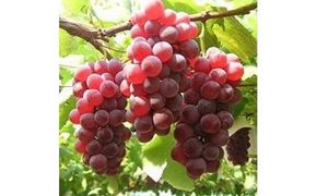 256.ぶどう　デラウエア　1.5kg以上　※2025年8月上旬～8月中旬頃に順次発送予定　※北海道・沖縄・離島への発送不可 313726_AA001