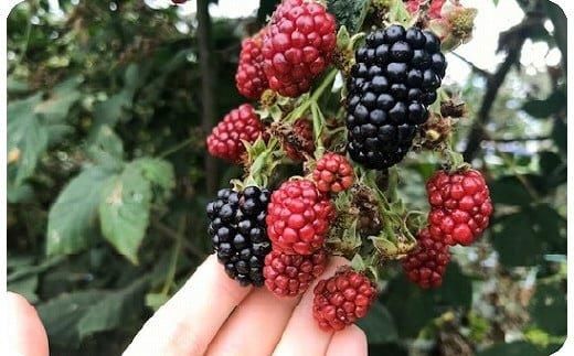 392.ブラックベリージャム4本セット 313726_AK001