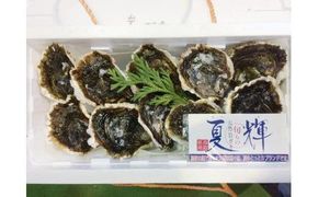127.鳥取県産　天然　岩ガキ『夏輝』　10個（300g以上×10個） 牡蠣 カキ※着日指定不可※2025年6月上旬～8月中旬頃に順次発送予定 313726_AL013