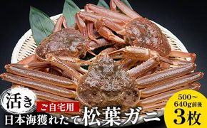 111.【活き】訳あり ご自宅用 日本海獲れたて 松葉ガニ　500～640g前後　3枚◇ ≪かに カニ 蟹 ズワイガニ≫　※2026年11月上旬～2027年3月上旬頃に順次発送予定 313726_AN013