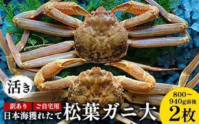 112.【活き】訳あり ご自宅用日本海獲れたて松葉ガニ 大　800～940g前後　2枚◇ ≪かに カニ 蟹 ズワイガニ≫　※2026年11月上旬～2027年3月上旬頃に順次発送予定 313726_AN014