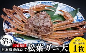 113.【活き】訳あり ご自宅用 日本海獲れたて 松葉ガニ 大　800～940g前後　1枚◇ ≪かに カニ 蟹 ズワイガニ≫　※2026年11月上旬～2026年3月上旬頃に順次発送予定 313726_AN025
