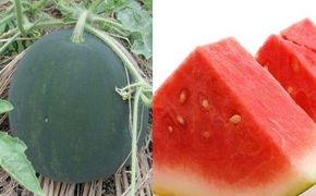 244.【先行予約】黒皮（深緑）種無しスイカ　(大)◇　※6月上旬～7月下旬頃に順次発送予定　※着日指定不可（こちらの返礼品は、大栄西瓜ではありません） 313726_AN040