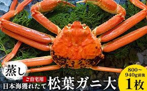116.【蒸し】訳あり ご自宅用 日本海獲れたて松葉ガニ 大　800～940g前後　１枚◇ ≪かに カニ 蟹 ズワイガニ≫　※2026年11月上旬～2027年3月上旬頃に順次発送予定 313726_AN110