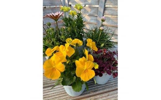 809.季節のマイガーデン・スターターセット　※離島への配送不可 313726_BV001