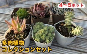 810.多肉植物コレクションセット　※離島への配送不可 313726_BV002