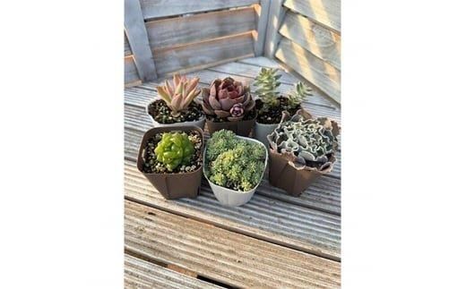 810.多肉植物コレクションセット　※離島への配送不可 313726_BV002