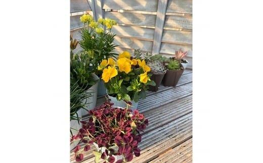 811.季節のガーデン＆グリーンセット　※離島への配送不可 313726_BV003