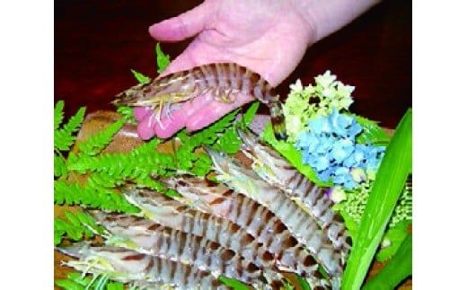 C045 山口秋穂産活きあいおえび1kg