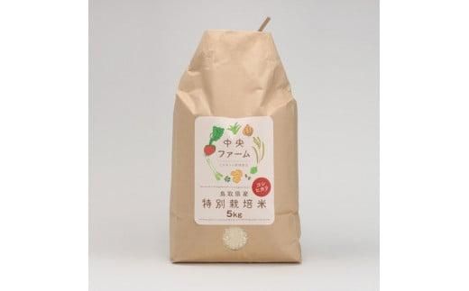 【先行予約】鳥取県産特別栽培米こしひかり ( 5kg )【2025年9月上旬稲刈り後出荷】 312011_AU001