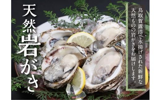 鳥取賀露港 天然岩がきセット【かねまさ・浜下商店】 312011_AZ001