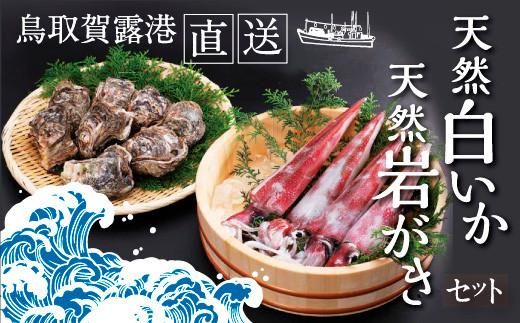 鳥取賀露港 天然白いか・天然岩がきセット【かねまさ・浜下商店】 312011_AZ003