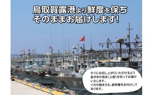 鳥取賀露港 天然白いか・天然岩がきセット【かねまさ・浜下商店】 312011_AZ003