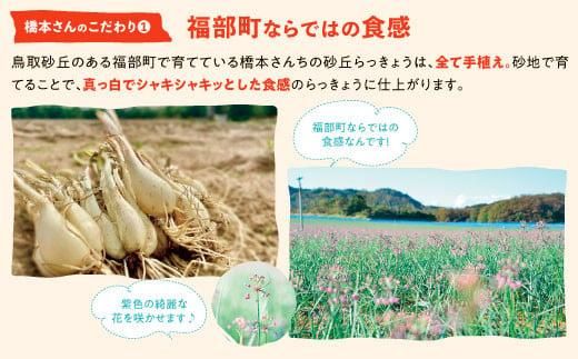 橋本さんちの砂丘らっきょう甘酢漬け 800g 312011_BL002