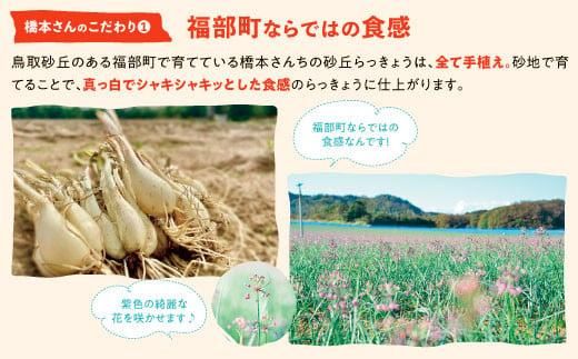 橋本さんちの砂丘らっきょう甘酢漬け 500g 312011_BL003