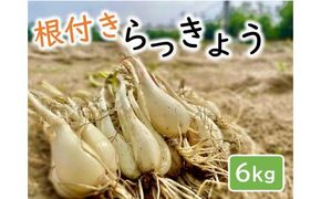 橋本さんちの根付き生らっきょう 6kg 312011_BL005