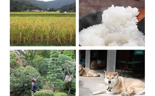 【2026年9月下旬～発送予定】鹿野のさくら姫米 6kg ( 3kg×2袋 ) 312011_BS003