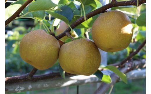 新甘泉梨 3kg箱(約6個～10玉) 312011_BU005