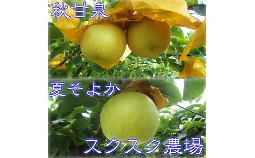秋甘泉・夏そよかセット 秀品 2.5kg箱【スクスク農場】 312011_BW003