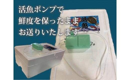 特選とっとり松葉ガニ「五輝星(いつきぼし)」【山根商店】 312011_CE002