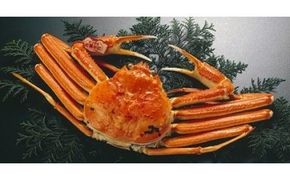 浜茹で特選とっとり松葉ガニ (大)【山根商店】 312011_CE008