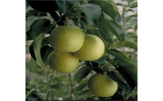 二十世紀梨 訳あり 10キロ （砂丘のなし屋さん） 312011_CF004