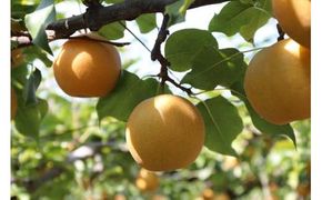 新興梨 化粧箱 2.5キロ（砂丘のなし屋さん） 312011_CF005