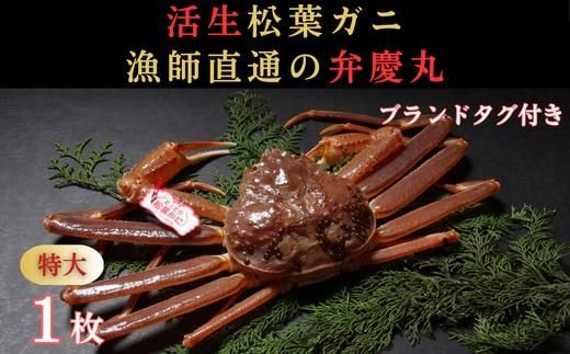 松葉ガニ活生「特大1枚」ブランドタグ付き※着日指定不可※【弁慶丸】 312011_DX002