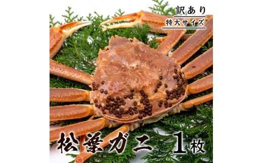 【訳あり】 松葉ガニ（ボイル）  800g級 特大サイズ（さんチョク） 312011_EC014