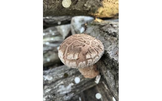 プリプリ肉厚 原木生しいたけ 1kg 312011_EZ002