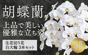 D237 切り花 胡蝶蘭生花 白大輪切り花 3本セット