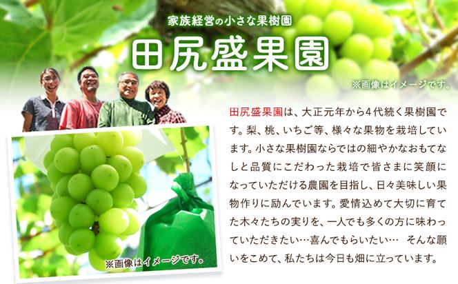 先行予約 ご家庭用 シャインマスカット2kg(3～5房)《2026年8月下旬-9月末頃出荷》田尻盛果園 フルーツ 果物 マスカット ぶどう---osy_ctajihsm_h8_24_13500_12---