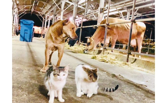 自然の中でバター作り&パン作り体験！きゆな牧場（4名様）