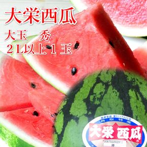 998.【ふるさと納税】【先行予約】大栄西瓜　1玉（高間商店）※6月中旬～7月中旬頃に順次発送予定 313726_AN123