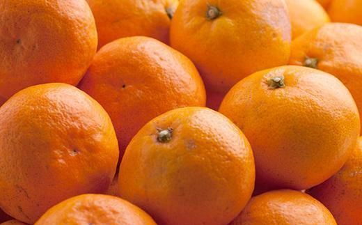 家庭用 有田みかん5kg+250g（傷み補償分）［2025年10月上旬から2026年1月下旬頃順次発送予定］［IKE247］ 303446_BB90007