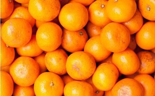 ［先行予約］家庭用 蔵出しみかん5kg+250g（傷み補償分）［2027年1月中旬から2027年2月末日頃、順次発送予定］［IKE242］ 303446_BB90014