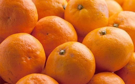 プレミアム 有田みかん5kg+250g（傷み補償分）［2025年10月上旬から2026年1月下旬頃順次発送予定］［IKE250］ 303446_BB90161