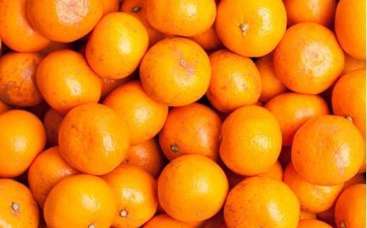 ［先行予約］家庭用 小さな有田みかん10kg+250g（傷み補償分）［2026年10月初旬から2027年1月末日頃順次発送予定］［IKE223］ 303446_BB90163