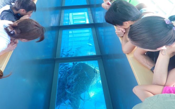「みんなで育てるジンベエザメ」育成寄付＜ジンベエザメグラスボート乗船券2枚付き＞