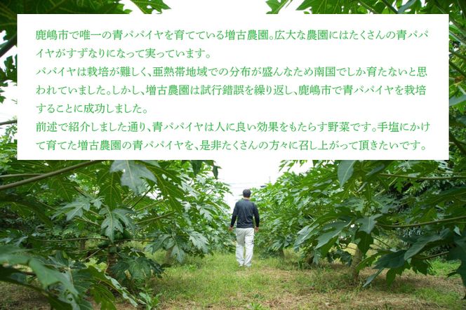【先行予約】鹿嶋市唯一の青パパイヤ農園！青パパイヤ 約1kg （KBF-2）