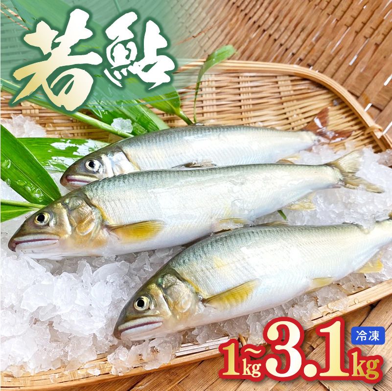 若鮎1kg〜3.1kg[冷凍]