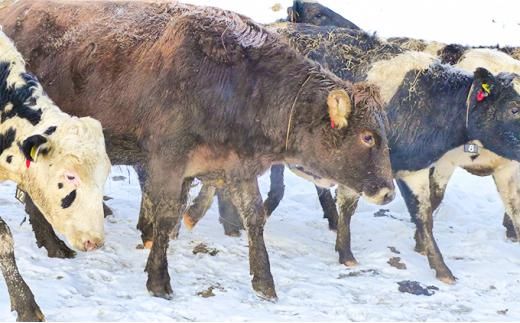 【3カ月 定期便】 ミルキークラウン プレミアムアイスクリーム（バニラ）90ml×10個【 アイスクリーム アイス ジェラート バニラ 乳製品 デザート お菓子 グルメ お取り寄せ 標茶町 北海道 】 016641_AK004