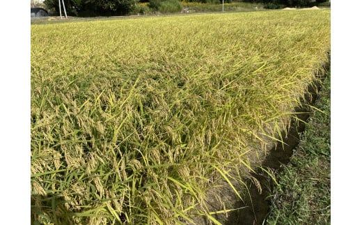 C124 あいお（秋穂）で育ったお米　にこまる　白米10kg