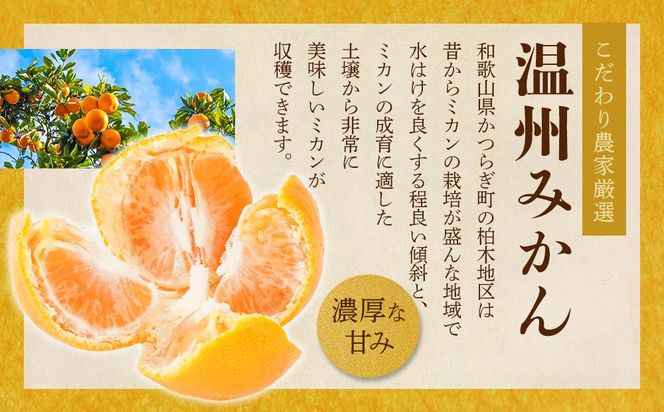 ［先行予約］［2026年11月初旬から11月末頃順次発送］ 和歌山県産温州みかん 約5kg（40個～60個）秀品 こだわり農家厳選！［KG31］ 303446_XM90031