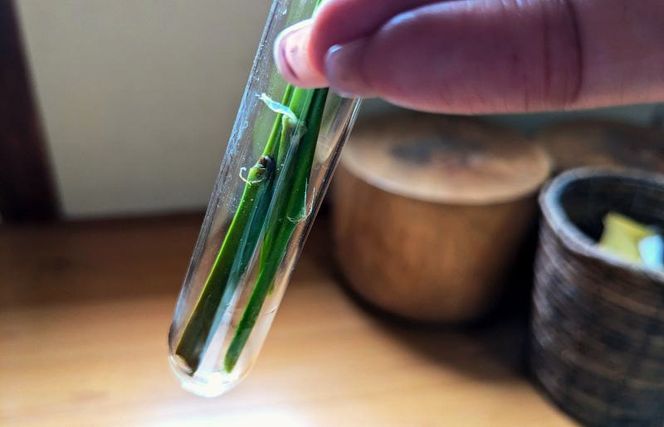 099H1973 木のフラワーベース「しるし」（一輪挿し）