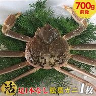 【活】足1本なし松葉ガニ　中1枚（700g前後）【着日指定不可】 ※2024年11月上旬～2025年3月下旬頃に順次発送予定《かに カニ 蟹》