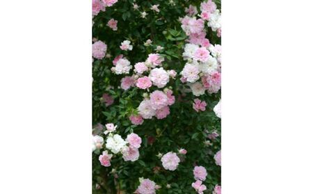 バラ鉢植え「夢乙女」 SWBD006