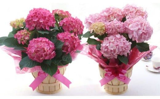 【定期便 12か月】グリーンのある生活を観葉・多肉・花鉢植物（12か月）【グリーン ご自宅インテリア　会社の受付　毎月届く　心が元気　豊かな毎日　お手入れ説明書付き　アジサイ 大阪府 門真市 】 272230_BG012