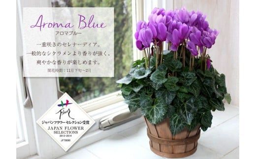 【定期便 12か月】グリーンのある生活を観葉・多肉・花鉢植物（12か月）【グリーン ご自宅インテリア　会社の受付　毎月届く　心が元気　豊かな毎日　お手入れ説明書付き　アジサイ 大阪府 門真市 】 272230_BG012